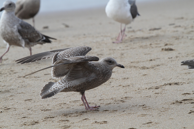 ThayersGull_1c_HalfMoonBay_CA_20110119_010.JPG