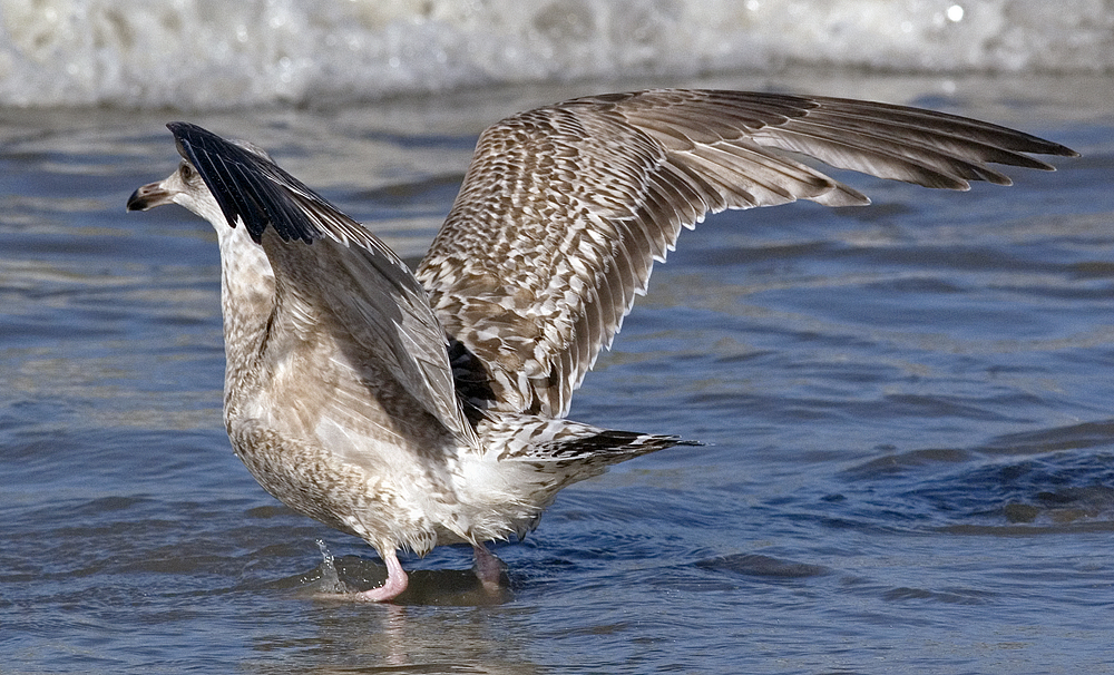 noordwijk20120225_3764.jpg