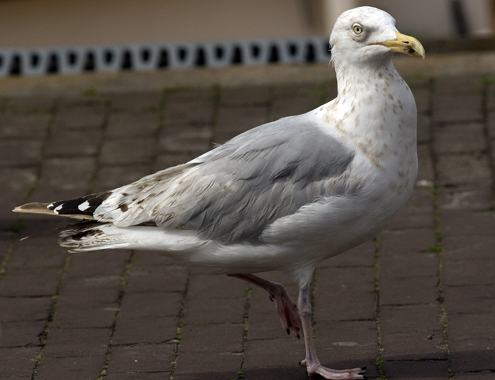 hgp8moult_2503.jpg