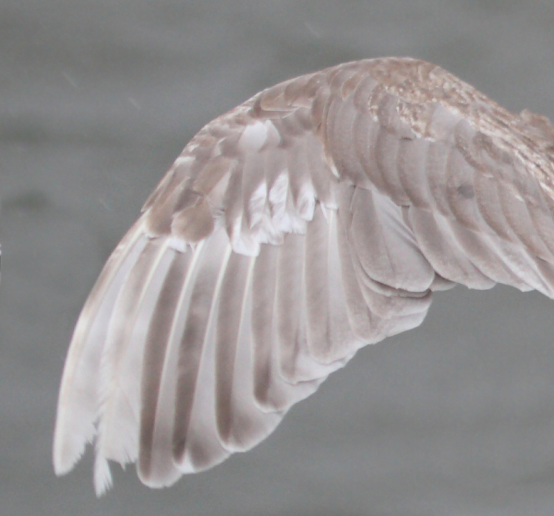 GlaucouswingedGull_1c_Choshi_Japan_20120310_017_detail.JPG