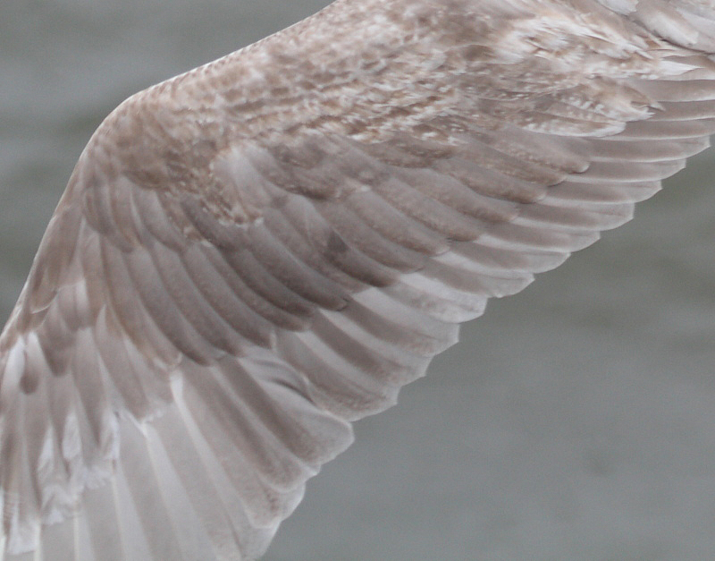 GlaucouswingedGull_1c_Choshi_Japan_20120310_015_detail.JPG