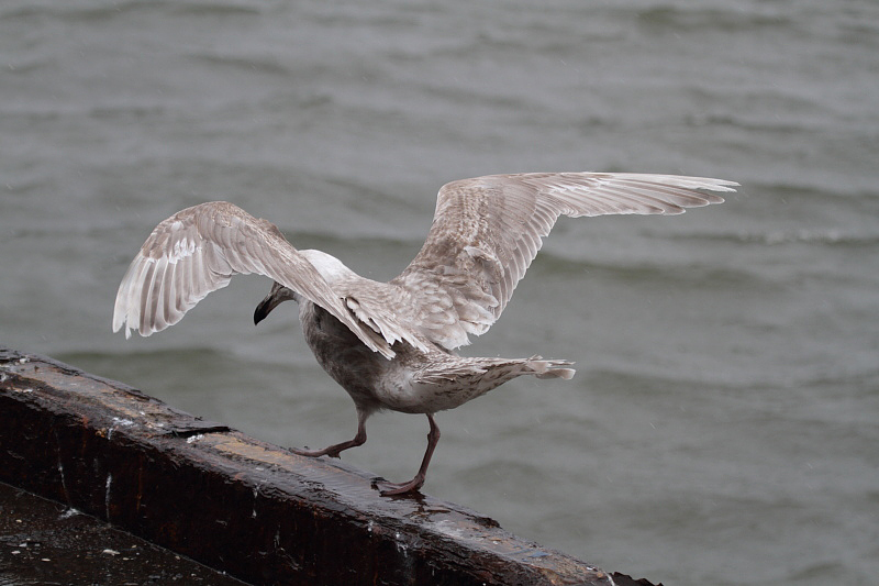 GlaucouswingedGull_1c_Choshi_Japan_20120310_017.JPG