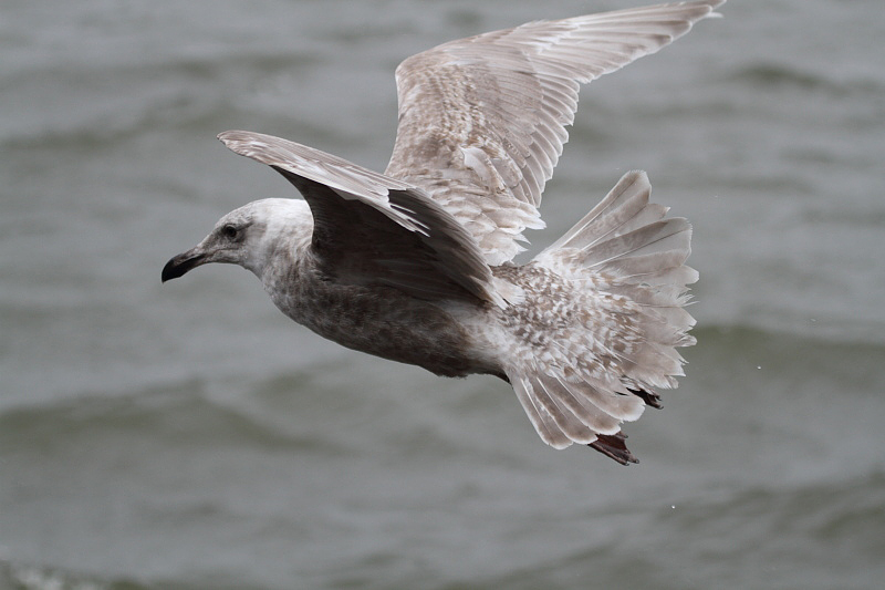 GlaucouswingedGull_1c_Choshi_Japan_20120310_016.JPG