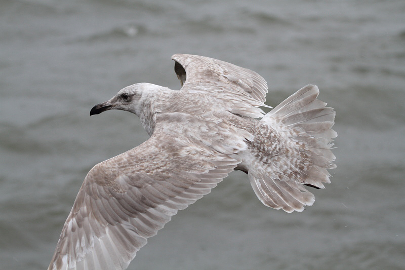 GlaucouswingedGull_1c_Choshi_Japan_20120310_015.JPG