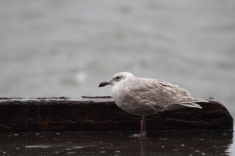 GlaucouswingedGull_1c_Choshi_Japan_20120310_014.JPG