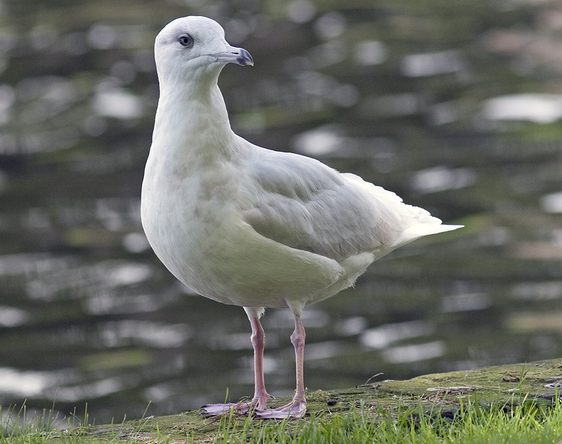 glaucous_5396.jpg