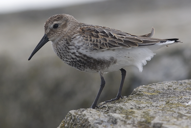 dunlin_5936.jpg