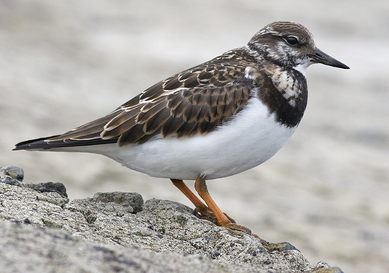 turnstone_5928.jpg