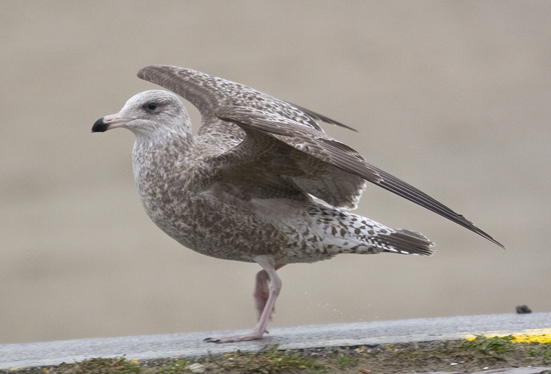 hg1cyhypobill_6135.jpg