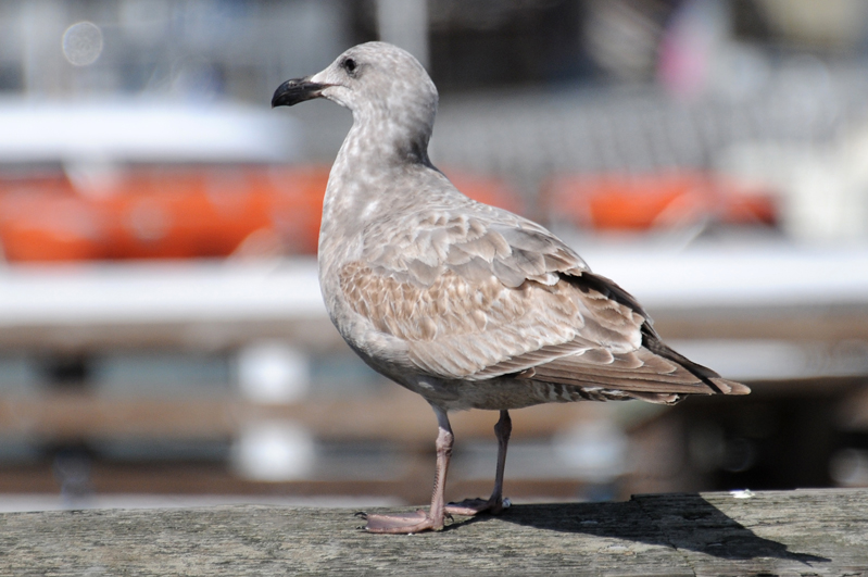 5383 Western Gull 1st winter 2.jpg