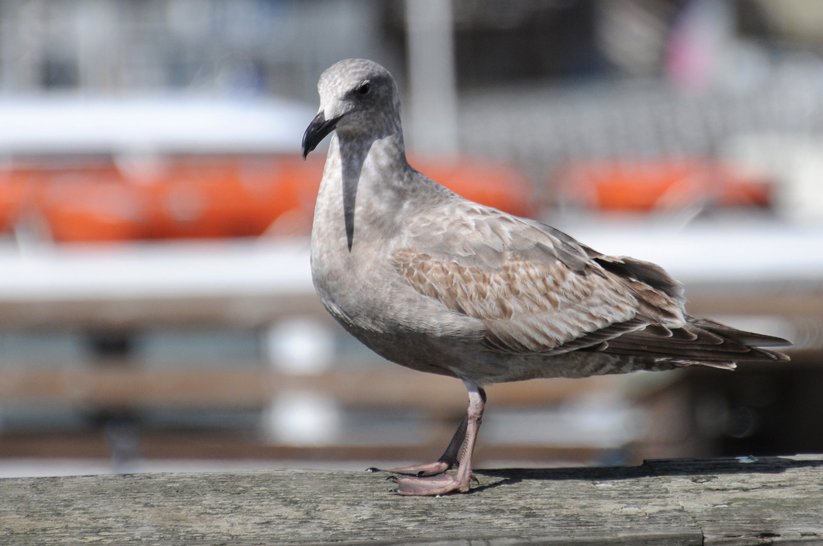 5384 Western Gull 1st winter 2.jpg