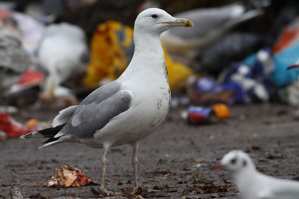 Cachinnans-4kj-2012-11-27_Barneveld_1.jpg