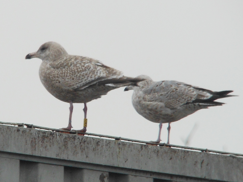 zilvermeeuw_14DEC12_3_Y[KW25].jpg