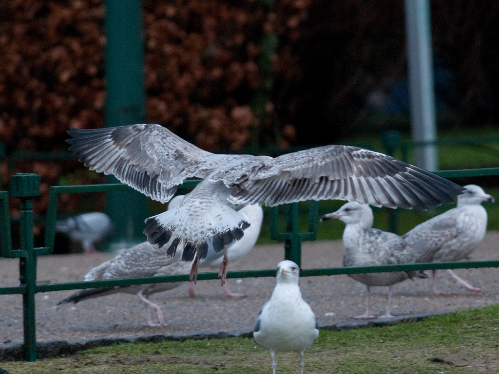 20130105_mulig_kaspimake_JN879_flukt_byparken.jpg