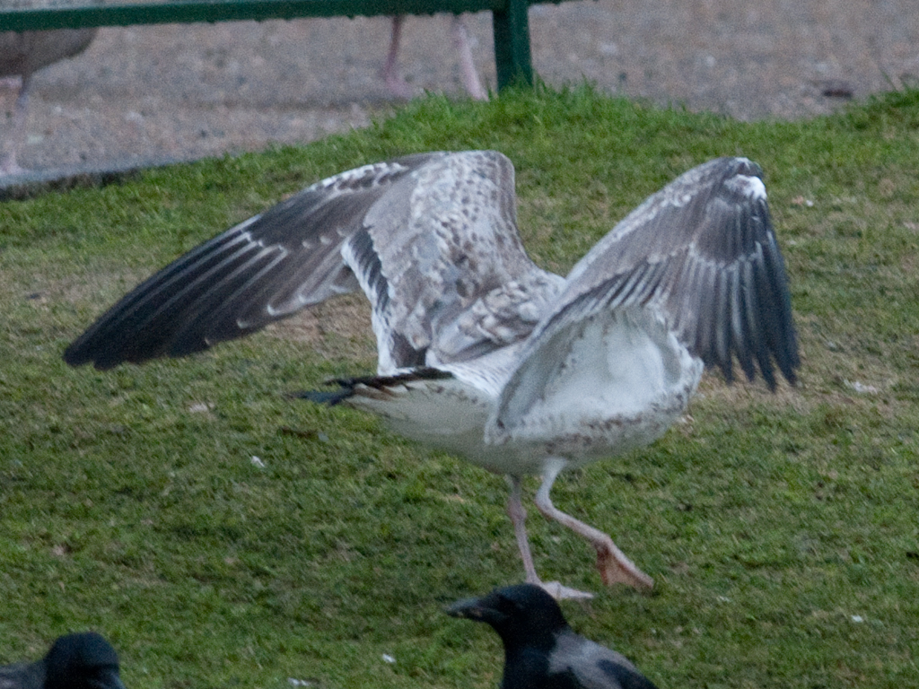 20130105_mulig_kaspimake_JN879_flukt_byparken2.jpg