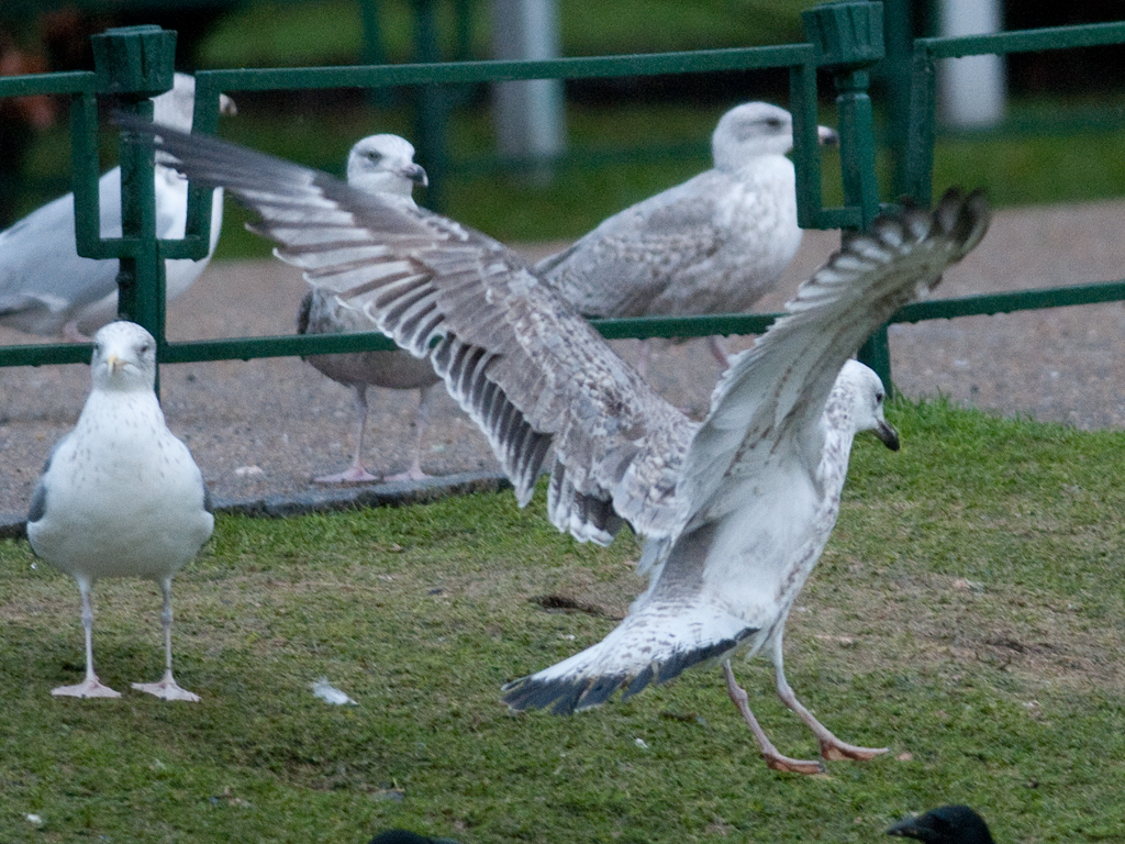 20130105_mulig_kaspimake_JN879_flukt_byparken3.jpg