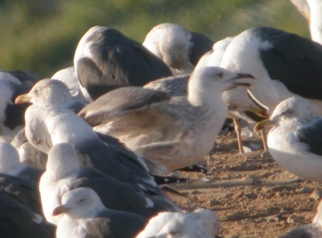 Larus web.jpg