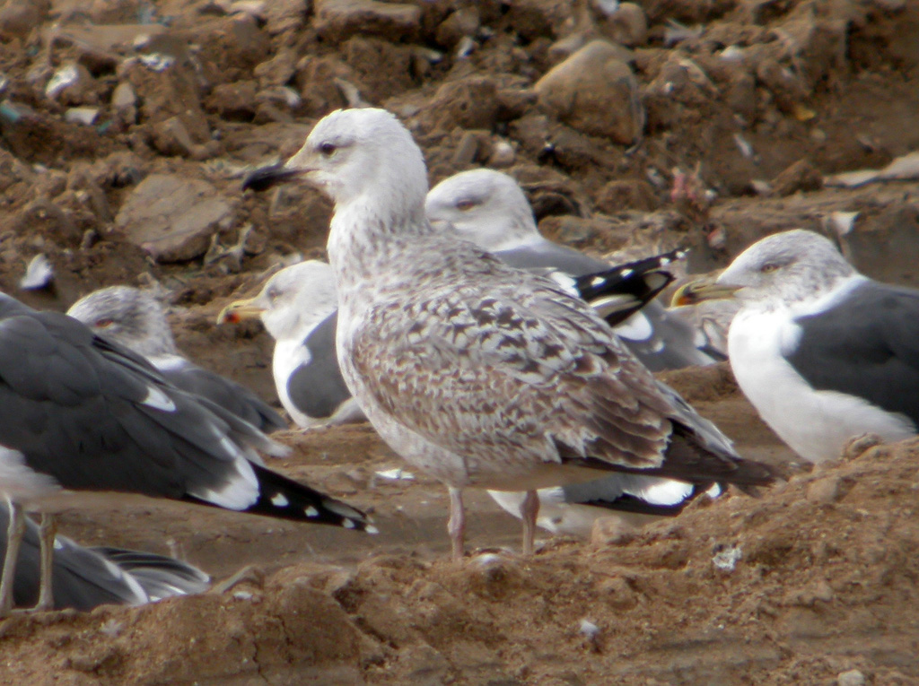 Larus 1b w.jpg