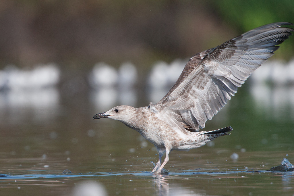 juv_flight_0822_4482.jpg