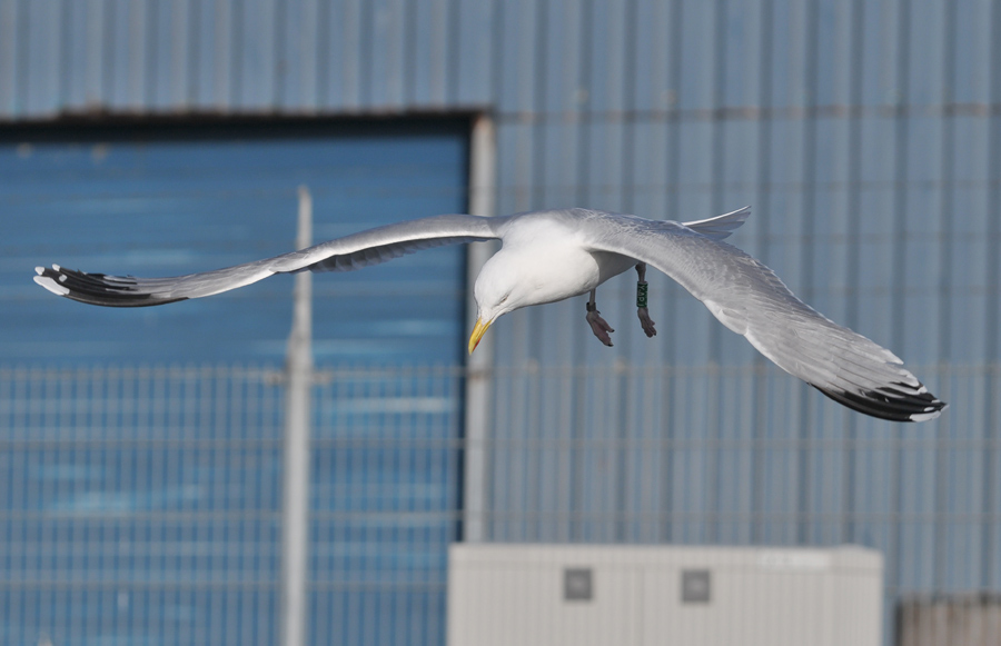 green_YAPJ_teus_ad_20130131_ijmuiden_TMU_655.jpg