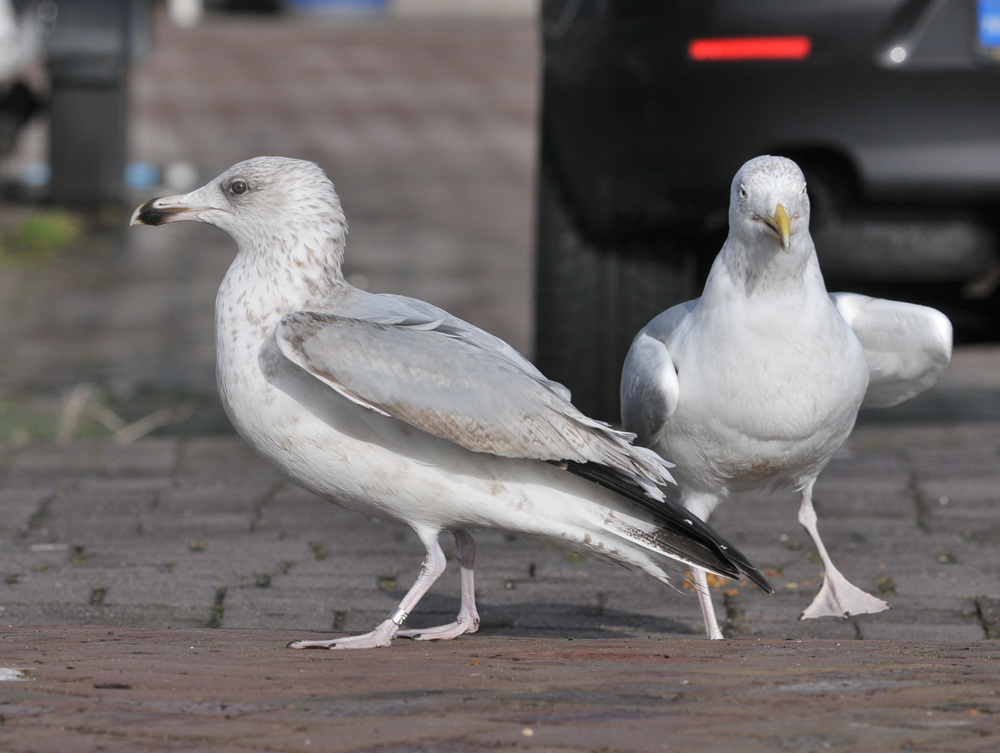 teus_waasdorp_20130131_ijmuiden_TMU_0572.jpg