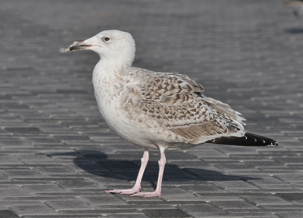 gbbg3cy_20130131_ijmuiden_TMU_715.jpg