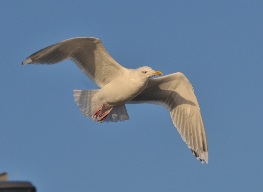 tatus_ad_20130131_ijmuiden_TMU_778.jpg