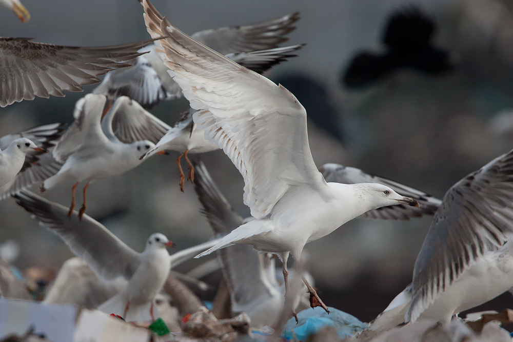 leucistic_2ndwinter_5920.jpg