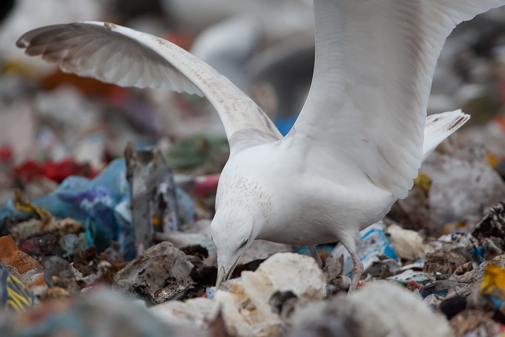 leucistic_2ndwinter_20121203_5063.jpg