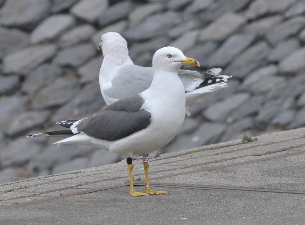 white_NZ_lbbgad_20130228_rotterdam_tmu_266.jpg