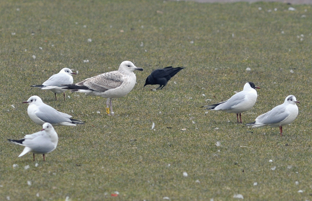 yellow_PLAE_cach2cy_20130228_rotterdam_TMU_209.jpg