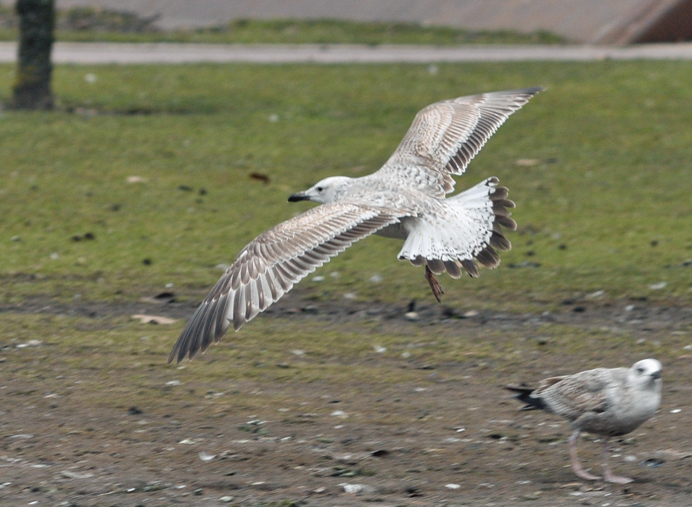 yellow_PLAE_cach2cy_20130228_rotterdam_TMU_199.jpg