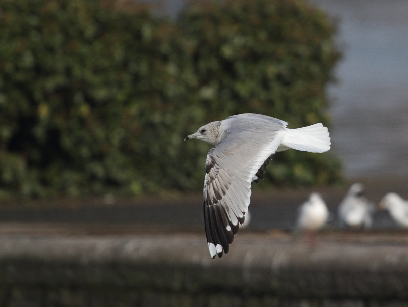 CommonGull_2c_Visé_17-02-2013_008.JPG