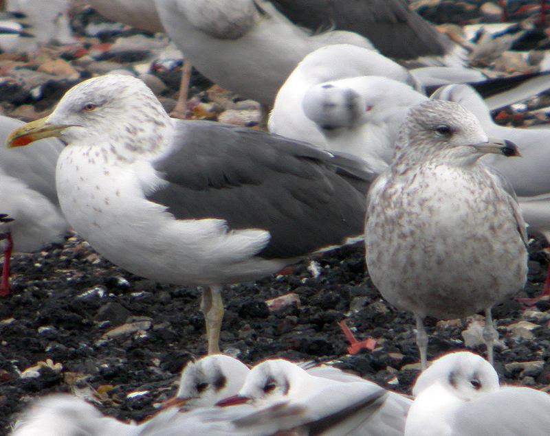 Gaviota de Delaware 2 w.jpg