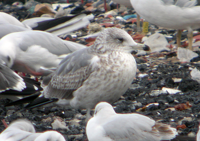 Gaviota de Delaware 3 w.jpg