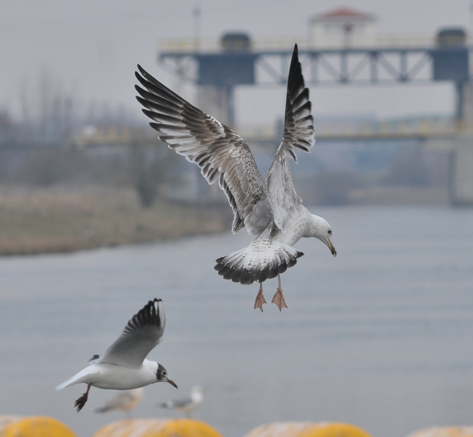 cach3cy_20130328_roermond_tmu_1925.jpg