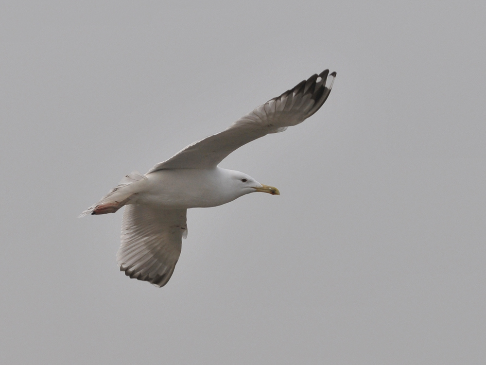 cach4cy_20130328_roermond_TMU_2454.jpg