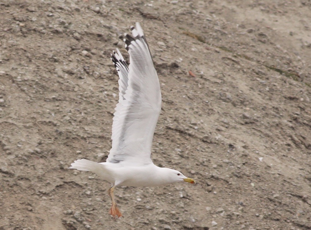 Argentatus_ad_2013-3-29_Barneveld_2.jpg