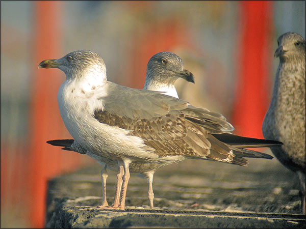 lar_mic26 Jan Birding Azores.jpg