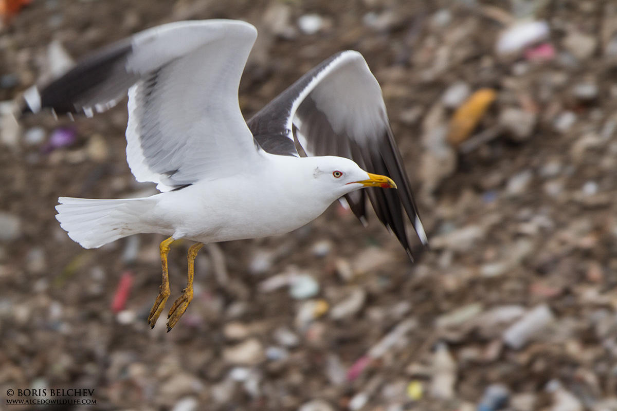 Baltic Gull in flight.jpg