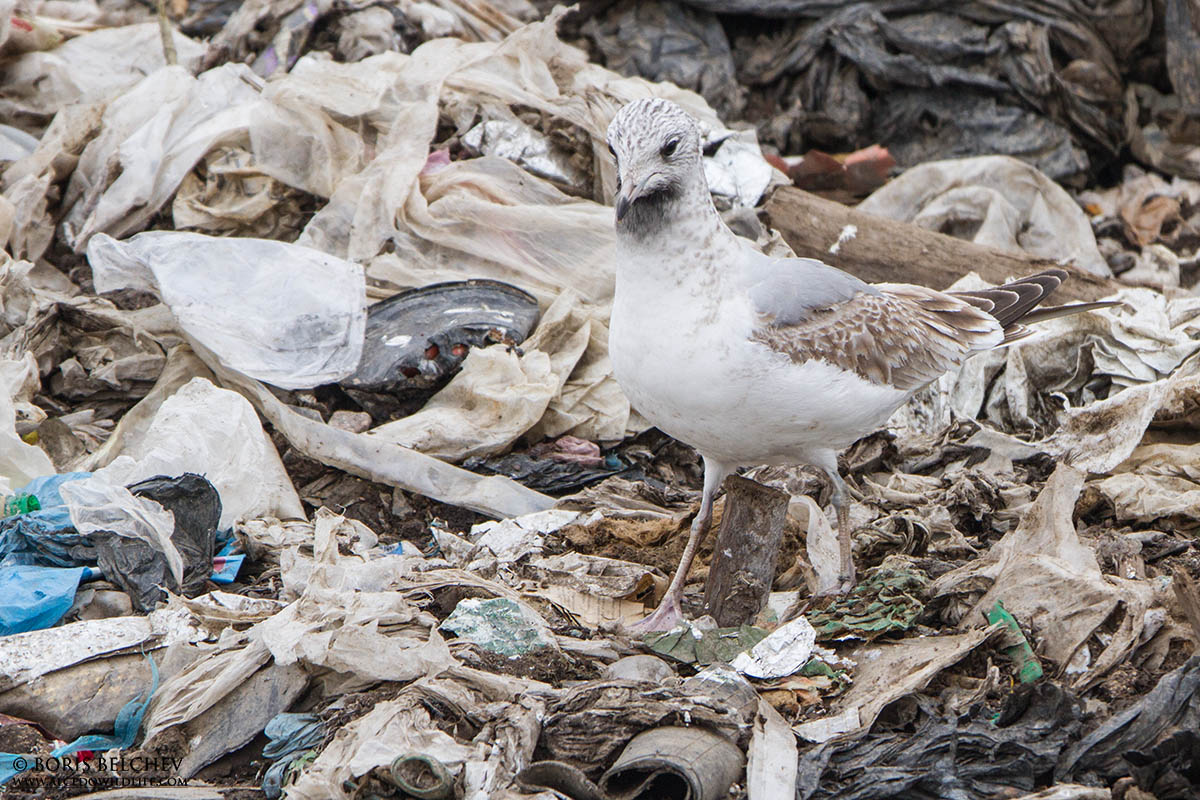 Common gull 2cy.jpg