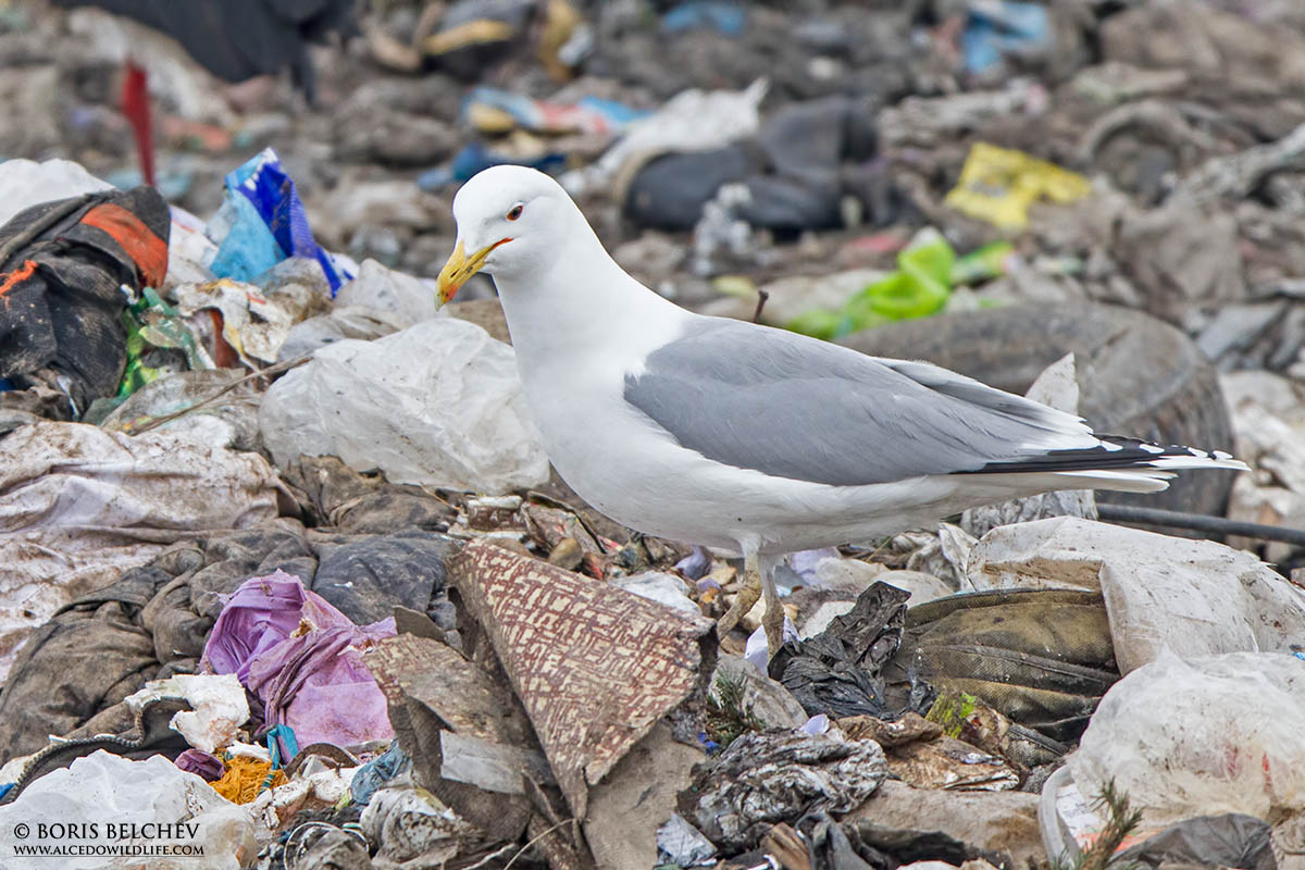 Caspian gull adult(11042013).jpg