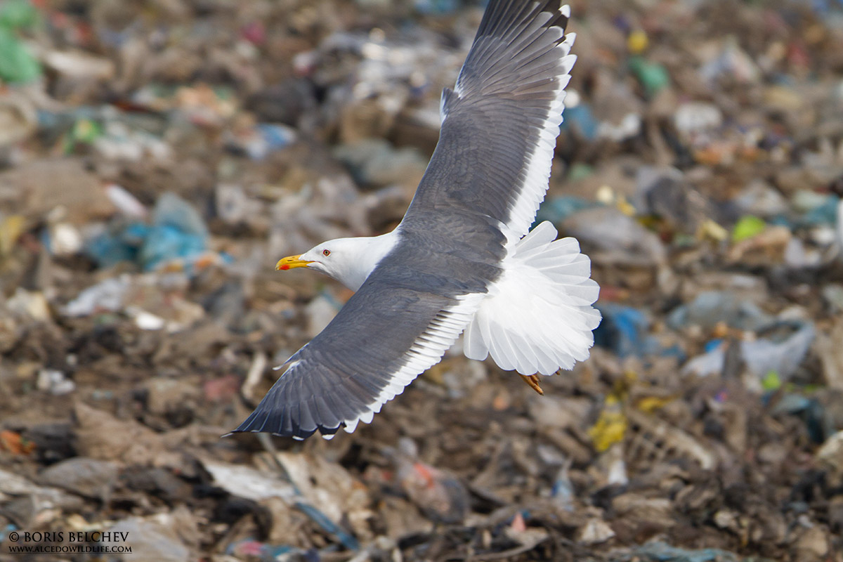 Heuglini or graellsii in flight (11042013).jpg