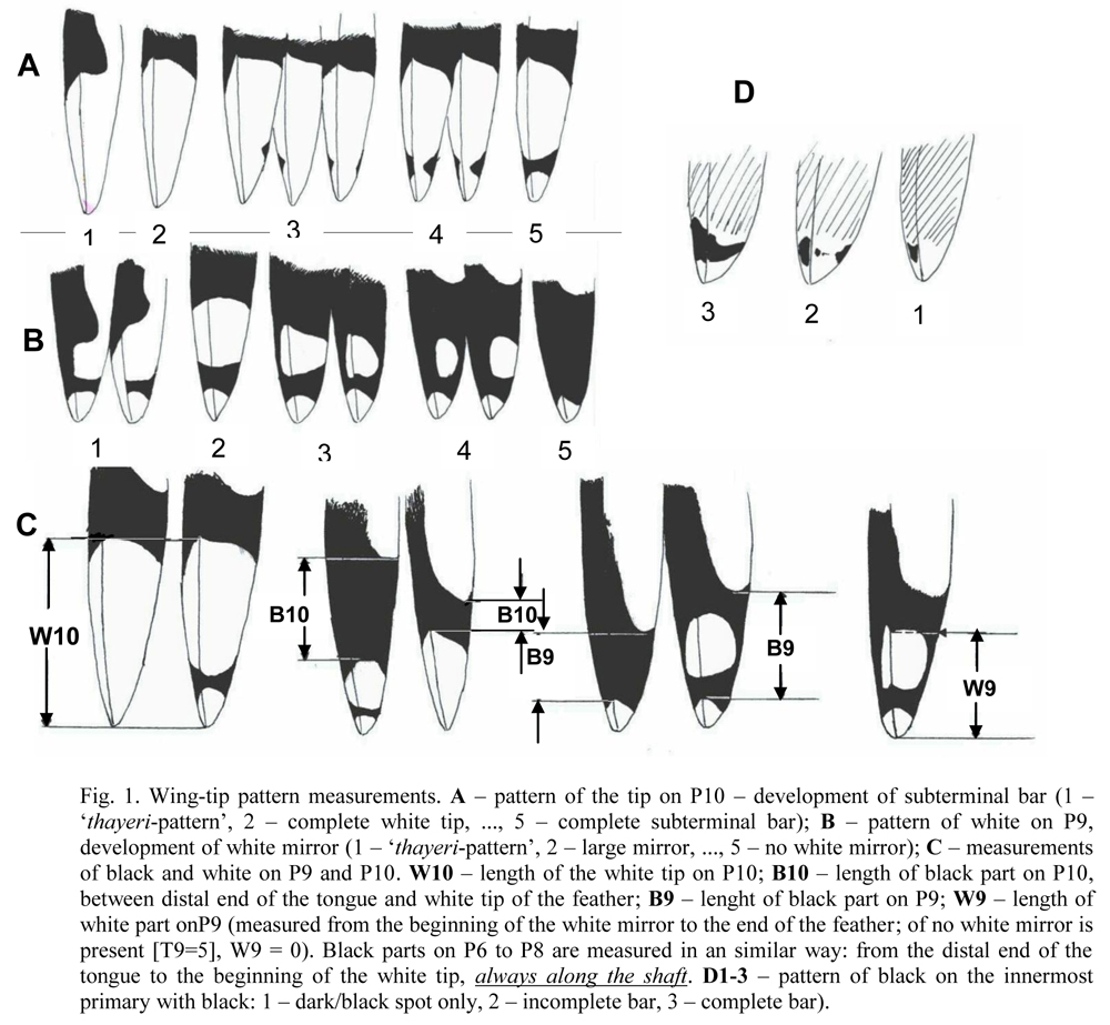 Gull measurements_ver2-2.jpg