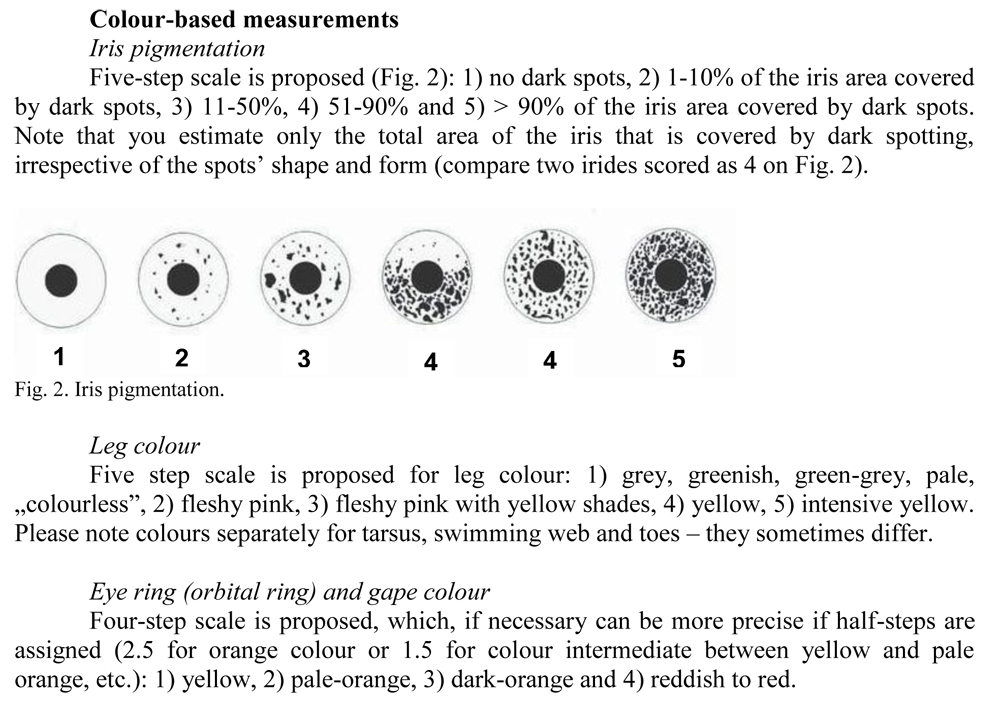 Gull measurements_ver2-3.jpg