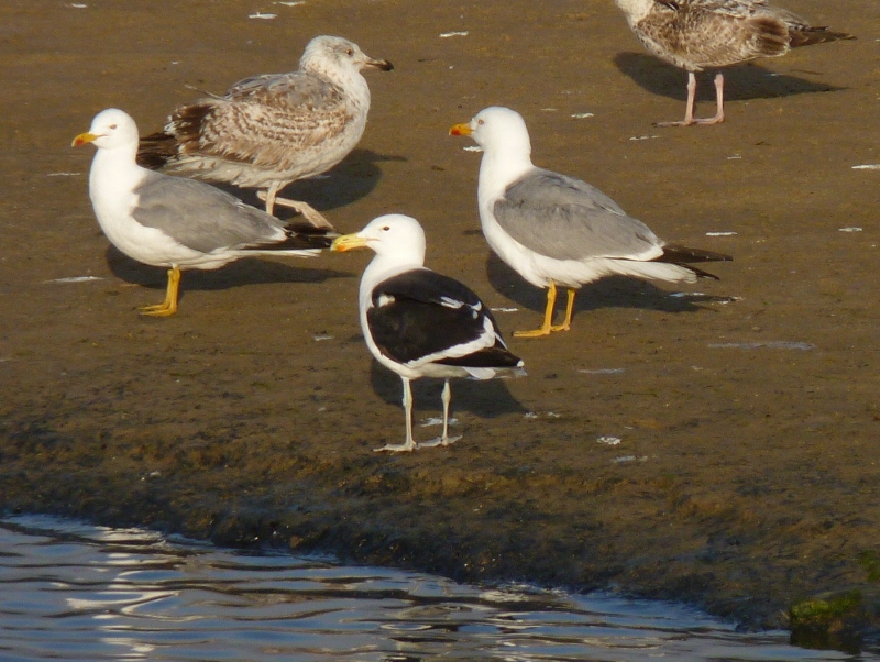 Larus1 (800x602).jpg