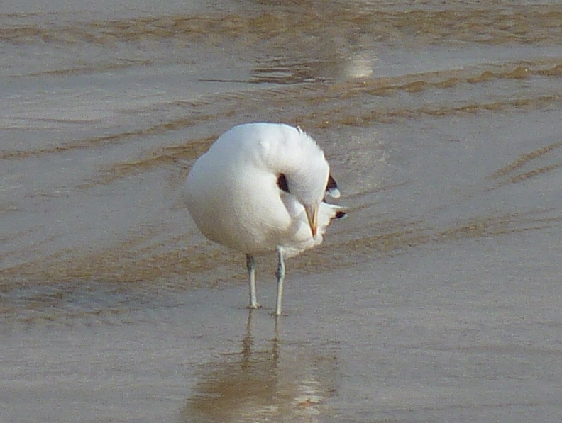 Larus sp (11) (792x597).jpg