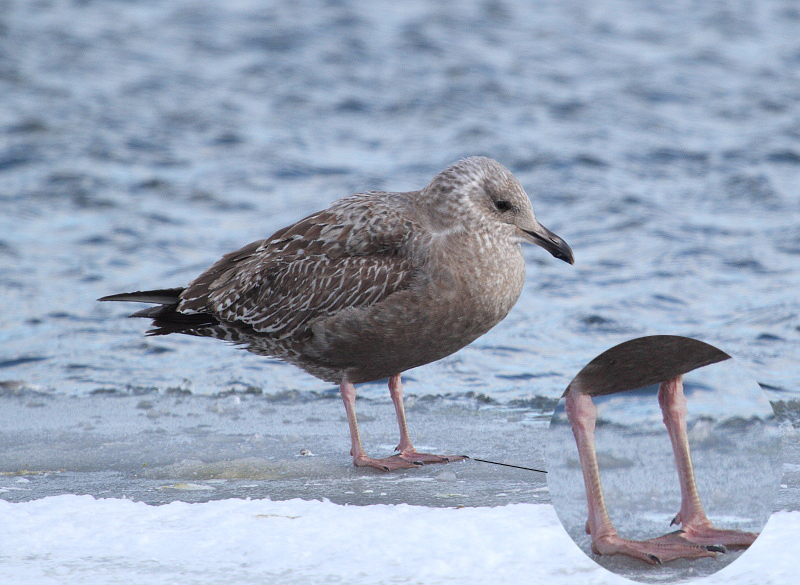 SmithsonianGull_1c_Newfoundland_20130124_018.JPG