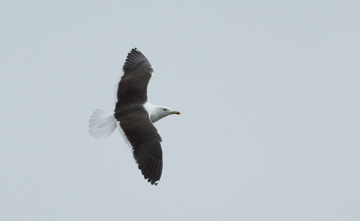 [N] J9LL Baltic gull g.jpg