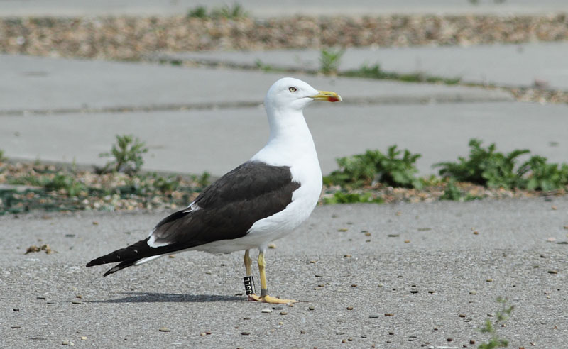 [N] J9LL Baltic gull.jpg